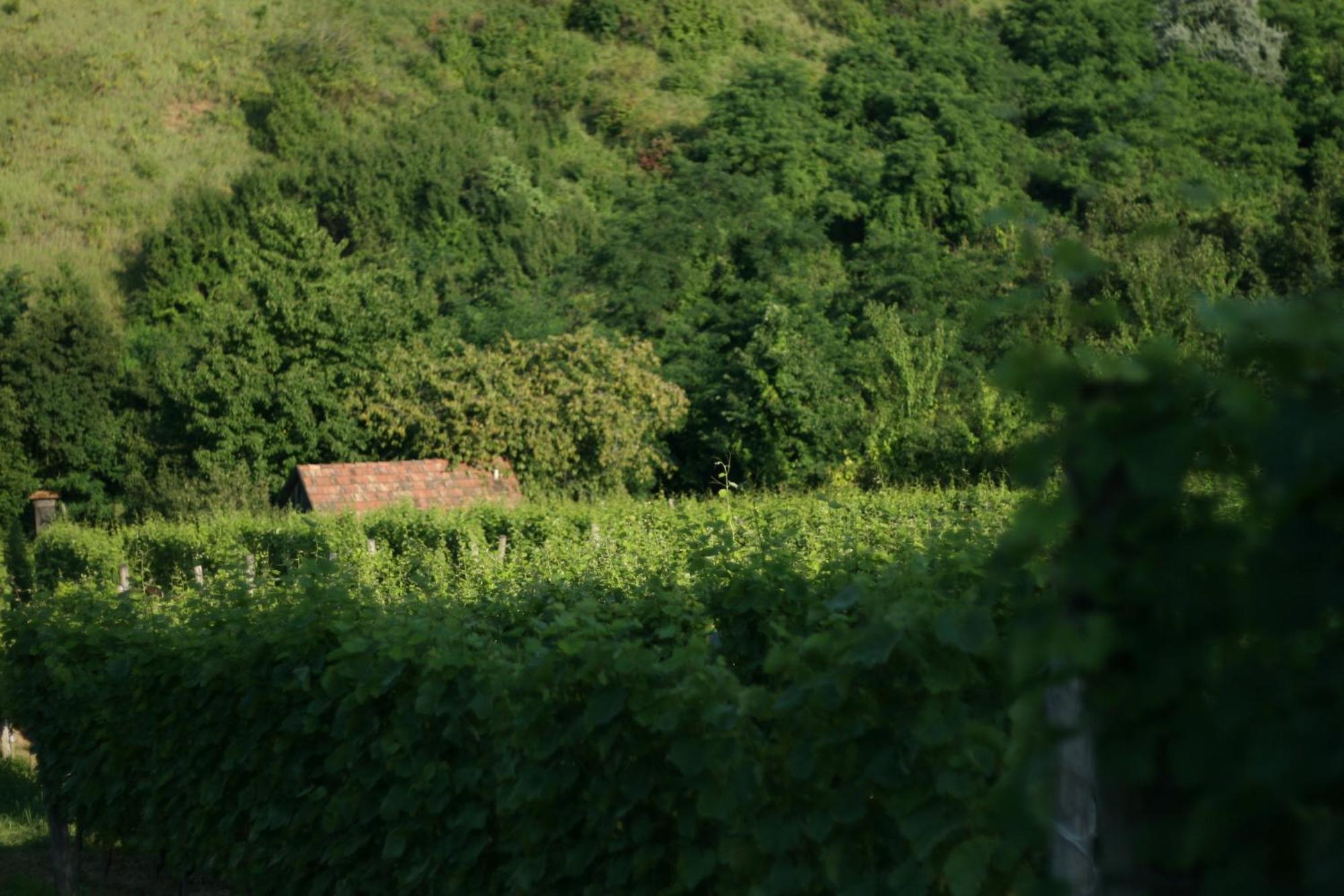 Paulay Borhaz Es Vendeghaz Hotel Tokaj Buitenkant foto